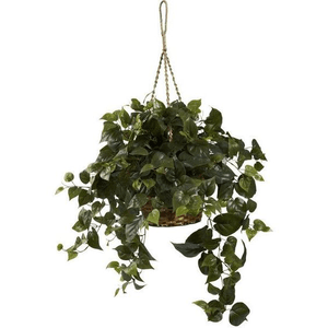 hanging plant