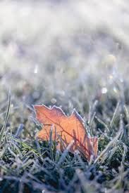 first frost - Google Search