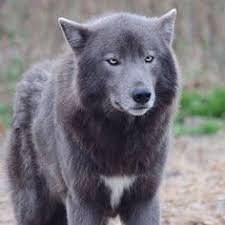 werewolf form