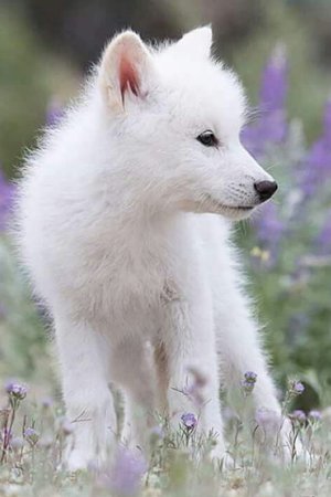 white Wolf pup