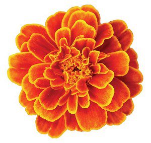 The chemistry behind marigolds’ pest-control power