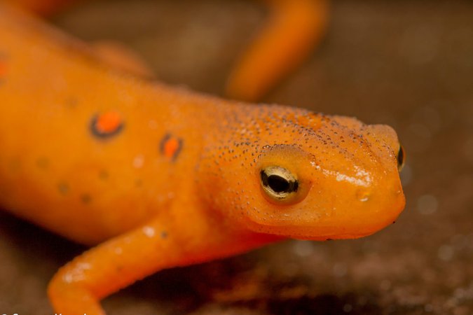 Super-spreaders: How the curious life of a newt could ignite a pandemic