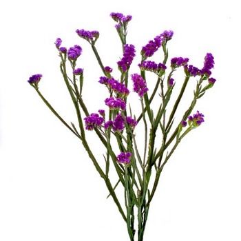 Tissue Culture Statice Purple Flower | FiftyFlowers.com