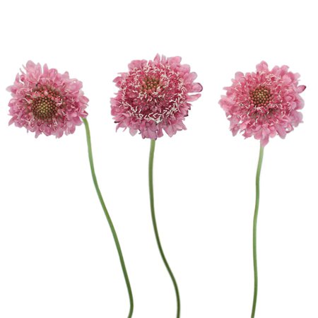 Pink Sherbet Scabiosa Flower | FiftyFlowers.com