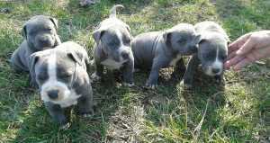 Grey Pitbull Puppies