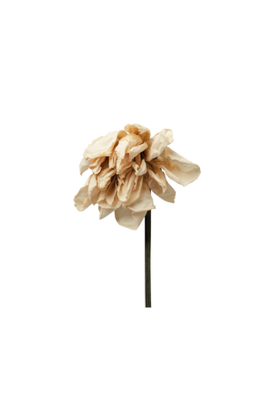dried white rose