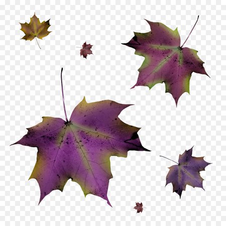 kisspng-leaf-autumn-purple-autumn-leaves-5ac43eb2a41945.1302244115228105466722.jpg (900×900)