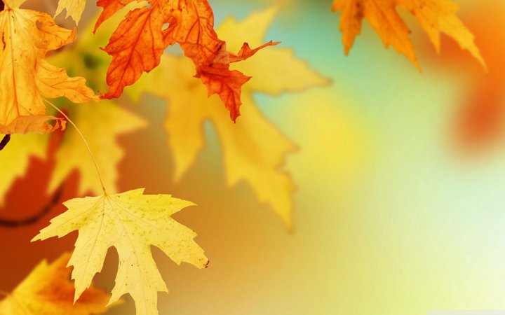Fall Leaf Wallpapers - Top Free Fall Leaf Backgrounds - WallpaperAccess