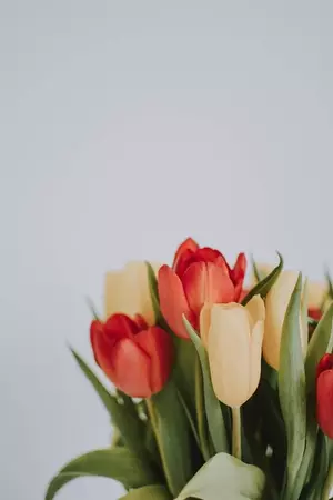 Tulip Flowers · Free Stock Photo