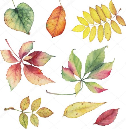 Vector set of colorful autumn leaves. Decorative grape, rowan, bird cherry, ash tree and linden leaves. — Stock Vector © shavrinavera #90478994