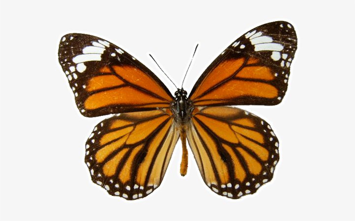 butterfly transparent - Google Search