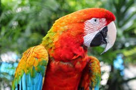 parrot - Google Search