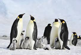 Penguins - Google Search