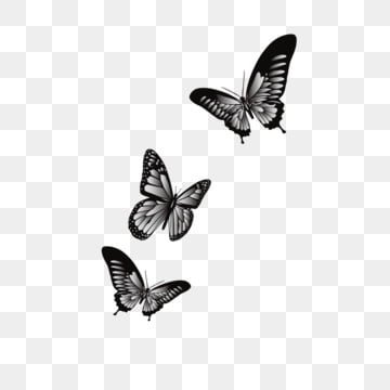 black butterflies png - Pesquisa Google