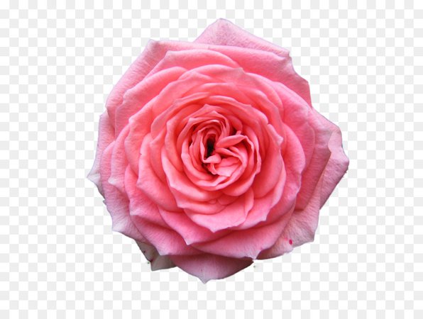 Light-Pink Rose (Clipart)
