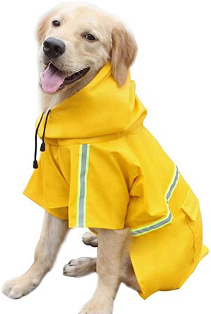 raindog