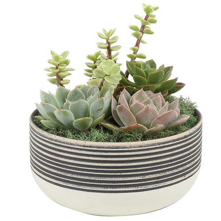 Costa Farms 6 in. Bliss Cacti and Succulent Garden in Black and White Dish-CO.CGD6.3.BLIS - The Home Depot