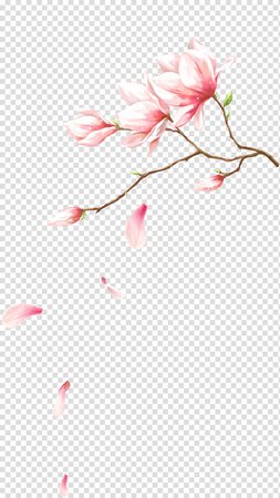 pink-flowers-petal-computer-file-flowers-with-petals-falling-on.jpg (800×1424)