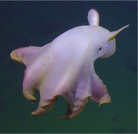 ghost dumbo octopus