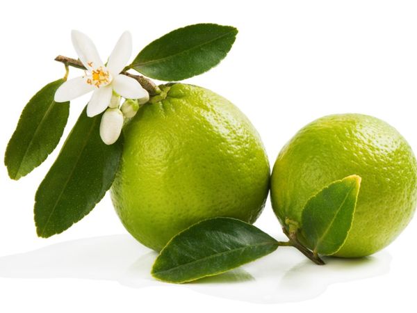 lime blossoms - Google Search