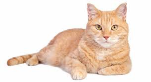 ginger cat - Google Search