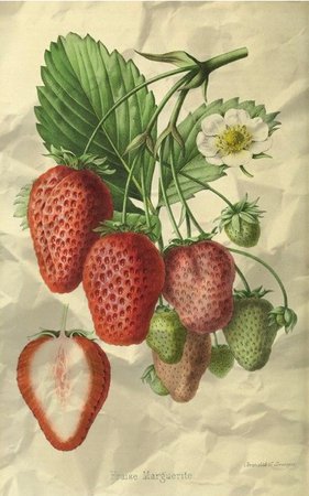 strawberry paper