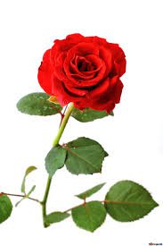 red flower - Google Search