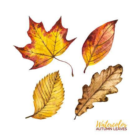 Set Of Watercolor Autumn Leaves Isolated On White Background,.. Stock Photo, Picture And Royalty Free Image. Image 65571910.