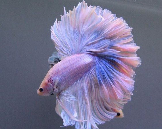 betta fish pink and blue