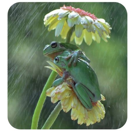 frogs in rain