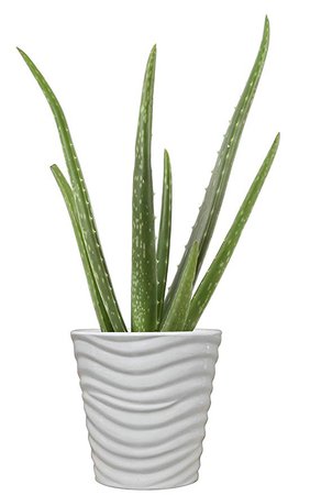 Amazon.com: Costa Farms Aloe Vera Live Indoor House Plant, 10-Inch, White Planter: Garden & Outdoor