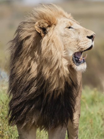 lion Image