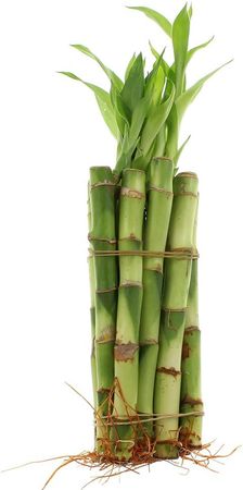 Live Indoor Lucky Bamboo 6 Inch Bundle of 10 Stalks - Live Indoor Houseplants for Home Decor, Floral Arrangements, and Feng Shui - Good Luck Plant : Grocery & Gourmet Food