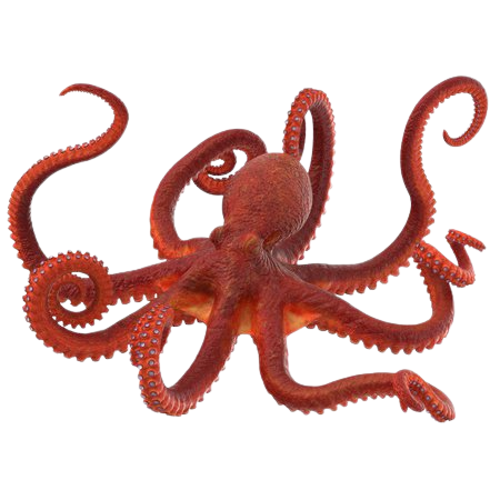 Octopus model