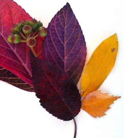 autumn-leaves-2.jpg (1144×1271)