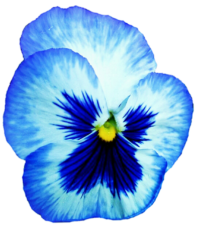 png light blue flower