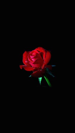 black and red rose wallpaper - Google Search