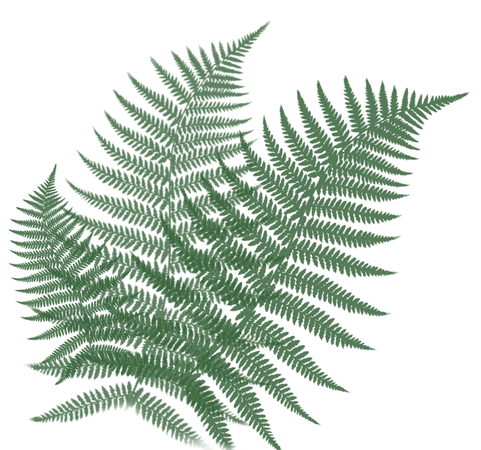 green fern stamp