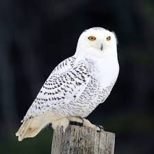 snowy owl - Google Search