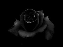 black flower aesthetic - Google Search