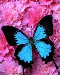 pink and blue picture - Google Search