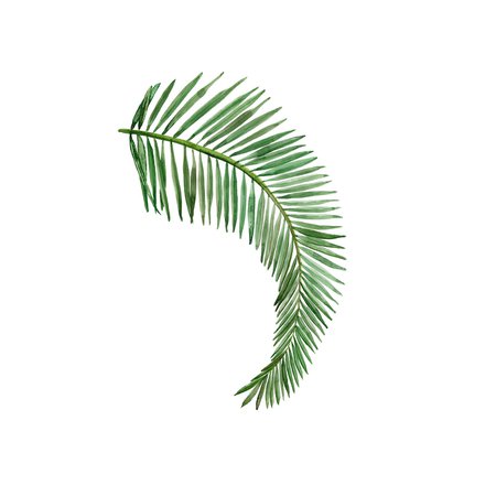 palm leaf - Google Search