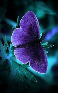 Turquoise Purple Butterfly