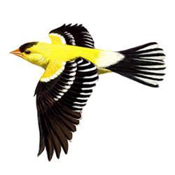~American Goldfinch~