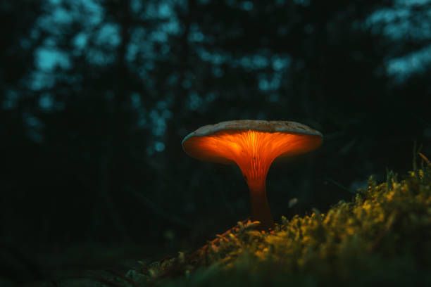 night fairy 🧚🏻‍♀️ mushrooms 🍄 glow ✨️