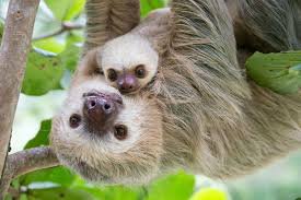 sloth - Google Search