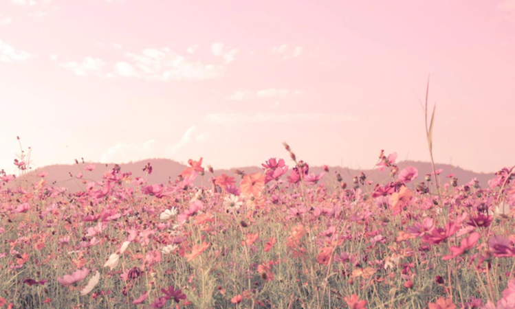 pink flowers field