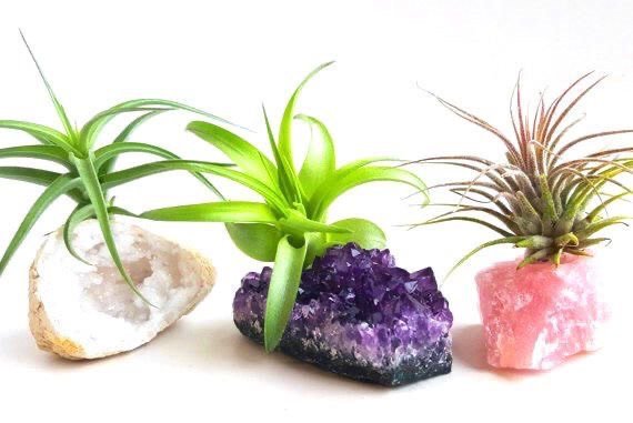 crystal plants