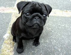 400+ Black Pug Puppies ideas | black pug puppies, pug puppies, black pug