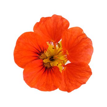 nasturtium flower clipart - Google Search
